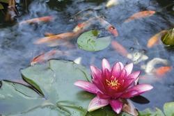 Pink Water Lily Flower Blooming in Pond with Koi Swimming with Abstract Clouds Reflection in Water