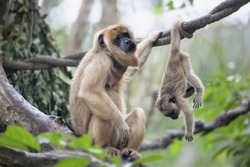 Mother Howler Monkey Sitting on a Tree Branch with Baby Monkey Hanging Upside Down