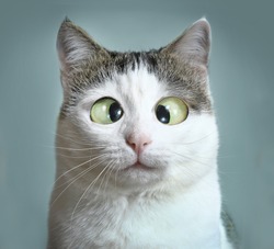 funny cat at ophthalmologist appointmet squinting close up portrait