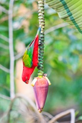 Beautiful red parrot bird eat Banana blossom