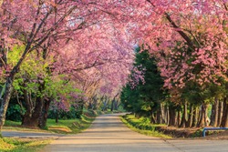 Sakura or cherry blossom on road at Chiang Mai Thailand