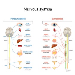 Sympathetic And Parasympathetic Nervous System. Difference. diagram with connected inner organs and brain and spinal cord. Educational guide of human anatomy.  vector illustration for medical use