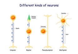 Different kinds of neurons. Neuron Types: Unipolar, Bipolar, multipolar, and Pseudounipolar neuron. Vector illustration.