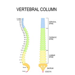 Vertebral column: cervical, thoracic and lumbar spine, sacrum and coccyx. Numbering order of the vertebrae of the human spinal column. Vector diagram for medical use