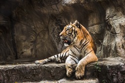 tiger sitting in a zoo.