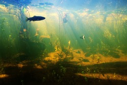 Beautiful Underwater view of a pond in summer with fish