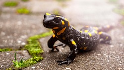 Beautiful fire salamander 