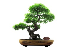 Chinese green bonsai tree Isolated on white background