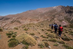 trekking group among thorny bushes, trail to Azib Ikkis via Timaratine, MGoun trek, Atlas mountain range, morocco, africa