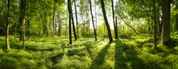 GREEN NATURE FOREST LANDSCAPE WITH GREEN TREES GROWING FROM THE GRASS AT SPRING TIME,  WOODS PARK BACKGROUND, BEAUTIFUL NATURE