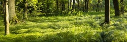 GREEN NATURE FOREST LANDSCAPE WITH GREEN GRASS, TREES AND SUN LIGHT AT SPRING TIME, BEAUTY OF NATURE