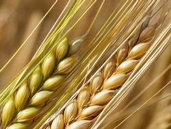 Close-up of wheat straws on a summer day in the field