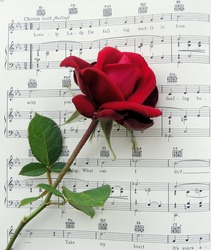 Red Rose on the music Lovely Lady