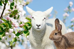 Easter Bunny and sheep lamb standing between blooming apple trees in spring