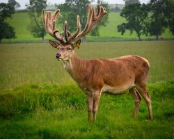 Red Deer Stag in field with antlers. 
 Red Deer are being farmed for venison in north Northumberland, England