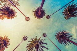 Los Angeles palm trees on sunny sky background, low angle shot. Vintage tone