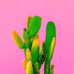 Green Cactus on pink. 