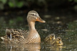 Duck family with duck chicks