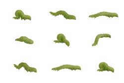 green caterpillars in motion