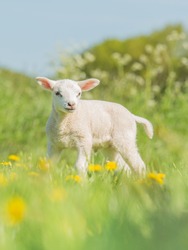 Lamb in the spring