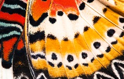 Leopard lacewing butterfly wing texture background