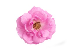 Damask rose or Pink damask rose flower placed isolated on white background by paths.top view, flat lay.