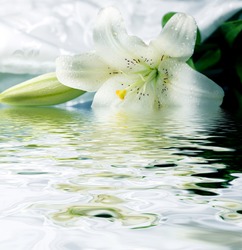 White lily reflected in the water