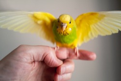 Yellow and green budgerigar parakeet pet taking off ready for flying from the finger and hand of a person.  The little bird has her wings at full span. 