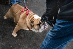 English Bulldog with his tongue out being greeted by a man reaching down with leather gloves. The big dog with a snub nose and wrinkled skin is wearing and pulling on a red harness 