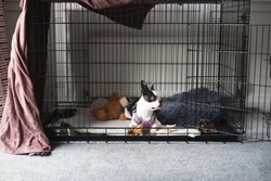Boston Terrier puppy inside a large cage play pen. with the door open. It is partly covered with a brown soft sheet. The puppy is lying down and looking to the side with ears up.  