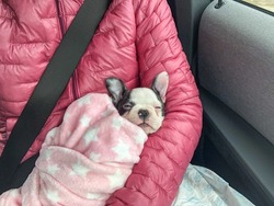 White faced Boston Terrier puppy on the lap of a person on a seat in a car. The person is wearing a seat belt. The puppy is wrapped in a blanket.