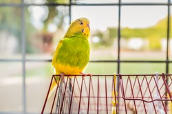 green and yellow parakeet budgerigar pet bird sitting on the top of her red cage with a back yard garden in soft focus behind a traditional lead lined window