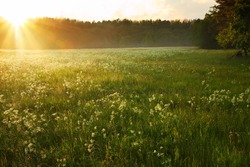 classic summer morning sunrise in latvian meadow