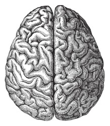 Human brain / vintage illustration from Meyers Konversations-Lexikon 1897