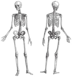 Human skeleton (male) / vintage illustration from Meyers Konversations-Lexikon 1897