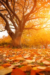 Autumn tree in park with colorful fall leaves 