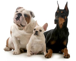 three different breeds of dogs isolated on white background - french bulldog, english bulldog and doberman pinscher