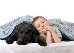 boy and dog - four year old boy and his dog in bed isolated on white background