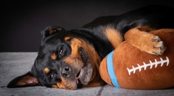 Rottweiler female laying down with stuffed football