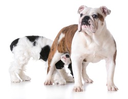 animal behavior - one dog sniffing another dogs backside