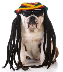 funny dog with dreadlock wig on white background