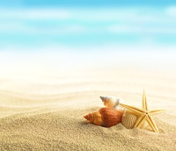 Shells and starfish on sandy beach