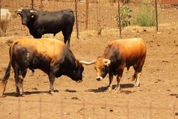 Bulls farm, ranch cattle animals, bull farmland