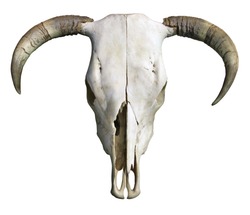 Cow Skull isolated on a white background.