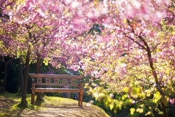 garden bench under the Pink sakura, blur style