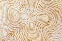slice of wood timber natural background