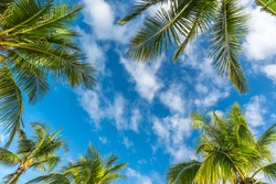 Natural  background from Boracay island with coconut palms tree leafs, blue sky and clouds  Travel Vacation