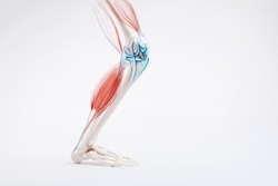Leg bone and muscles pain, human anatomy	
