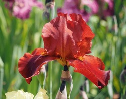 Beautiful colorful iris flowers bloom in the garden. Froriculture, home flower bed
