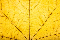 Background of dry autumn maple leaf closeup